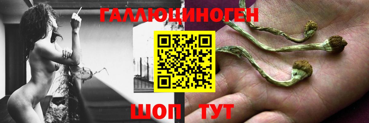 как найти закладки  Вход с VPN  Кингисепп  Галлюциногенные грибы мухоморы  Галлюциногенные грибы MAGIC MUSHROOMS 